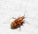 Phytocoris comulus - photo 2