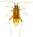 Phytocoris comulus - photo 3