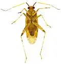 Phytocoris comulus - photo 4