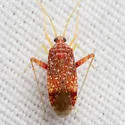 Phytocoris confluens - photo 2
