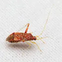 Phytocoris confluens - photo 3