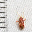 Phytocoris confluens - photo 4