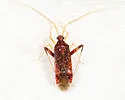 Phytocoris confluens - photo 5