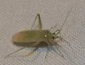 Phytocoris consors - photo 2