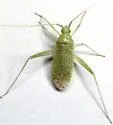 Phytocoris consors - photo 3