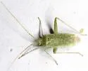 Phytocoris consors - photo 4