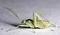 Phytocoris consors - photo 5