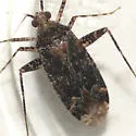 Phytocoris conspurcatus - photo 2