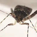 Phytocoris conspurcatus - photo 3