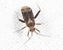 Phytocoris conspurcatus - photo 4