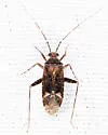 Phytocoris conspurcatus - photo 5