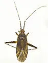 Phytocoris coronadoi - photo 2