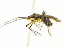 Phytocoris coronadoi - photo 3