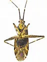 Phytocoris coronadoi - photo 4