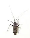 Phytocoris coronadoi - photo 5