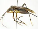 Phytocoris corticola - photo 2