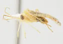 Phytocoris cuneotinctus - photo 2