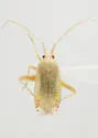 Phytocoris cuneotinctus - photo 3