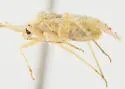Phytocoris cuneotinctus - photo 4