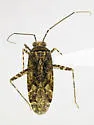 Phytocoris decurvatus