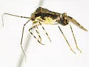 Phytocoris decurvatus - photo 2