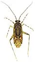Phytocoris decurvatus - photo 3