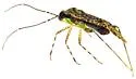 Phytocoris decurvatus - photo 4