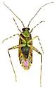 Phytocoris decurvatus - photo 5