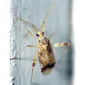 Phytocoris depictus - photo 2