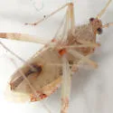 Phytocoris depictus - photo 3