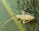 Phytocoris depictus - photo 4