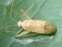 Phytocoris depictus - photo 5