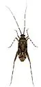 Phytocoris difformis - Phytocoris difformis