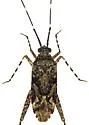 Phytocoris difformis - photo 2