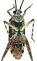 Phytocoris difformis - photo 4