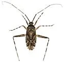 Phytocoris difformis - photo 5