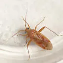 Phytocoris diversus - Phytocoris diversus