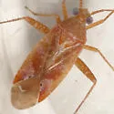 Phytocoris diversus - photo 2