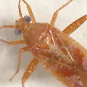 Phytocoris diversus - photo 3