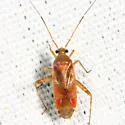 Phytocoris diversus - photo 4