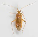 Phytocoris diversus - photo 5