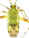 Phytocoris electilis - photo 2
