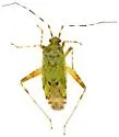 Phytocoris electilis - photo 3