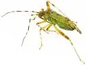 Phytocoris electilis - photo 4