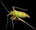 Phytocoris electilis - photo 5
