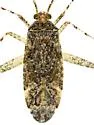Phytocoris empirensis - photo 2