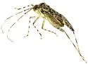 Phytocoris empirensis - photo 3