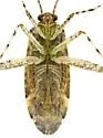 Phytocoris empirensis - photo 4