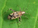 Phytocoris erectus - photo 2