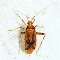 Phytocoris erectus - photo 4